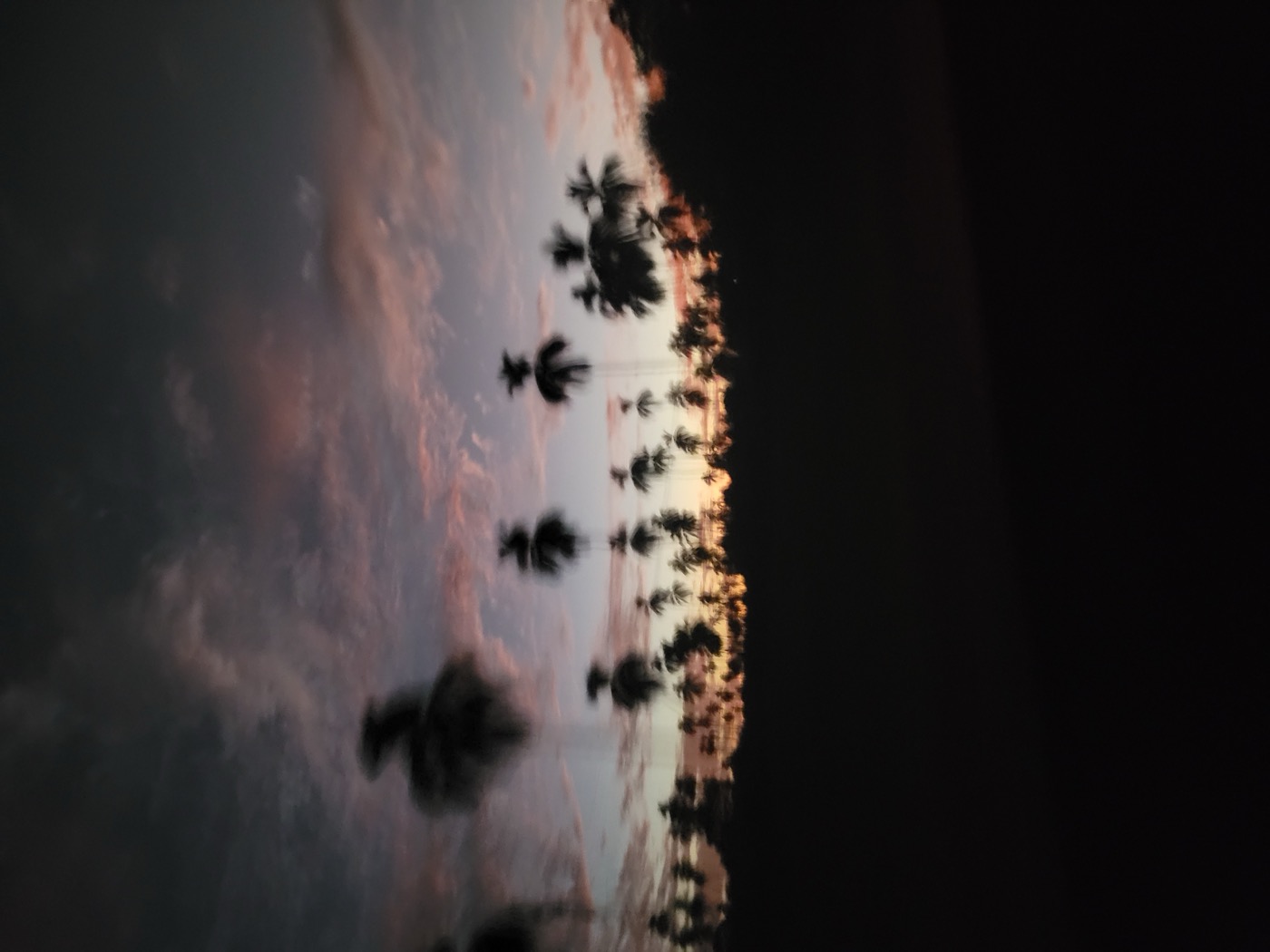 Palms